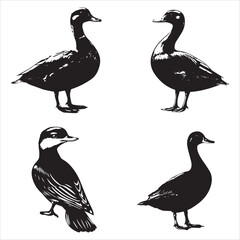 silhouette of a duck,bird, swan, animal, duck, goose, illustration, vector, silhouette, nature, cartoon, water, beak, icon, black, wild, lake, drawing, wildlife, birds, design, feather, love, art, sym