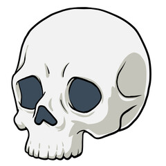 A skull