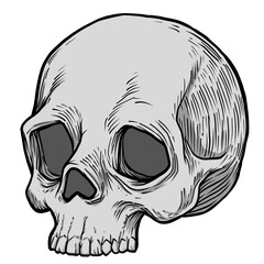 A skull
