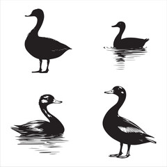 silhouette of a duck,bird, swan, animal, duck, goose, illustration, vector, silhouette, nature, cartoon, water, beak, icon, black, wild, lake, drawing, wildlife, birds, design, feather, love, art, sym