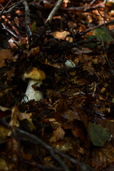 The porcini mushroom hidden in the undergrowth