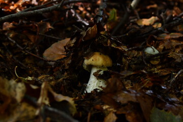 The porcini mushroom hidden in the undergrowth