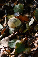 The porcini mushroom hidden in the undergrowth