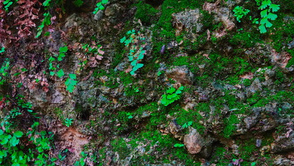 Mossy Rock Wall Texture Closeup Horizontal Green Brown Natural Background