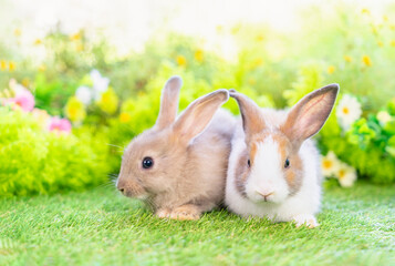 potrait two brown bunny sitting on grasses, young cute rabbit in nature
