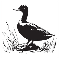 silhouette of a duck,bird, swan, animal, duck, goose, illustration, vector, silhouette, nature, cartoon, water, beak, icon, black, wild, lake, drawing, wildlife, birds, design, feather, love, art, sym