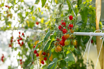 A close-up shot of ripe and unripe tomatoes hanging from the vine in a greenhouse. The image captures the vibrant colors and healthy growth of the tomatoes.