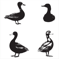 silhouette of a duck,bird, swan, animal, duck, goose, illustration, vector, silhouette, nature, cartoon, water, beak, icon, black, wild, lake, drawing, wildlife, birds, design, feather, love, art, sym