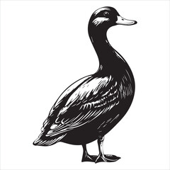 silhouette of a duck,bird, swan, animal, duck, goose, illustration, vector, silhouette, nature, cartoon, water, beak, icon, black, wild, lake, drawing, wildlife, birds, design, feather, love, art, sym