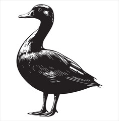 silhouette of a duck,bird, swan, animal, duck, goose, illustration, vector, silhouette, nature, cartoon, water, beak, icon, black, wild, lake, drawing, wildlife, birds, design, feather, love, art, sym
