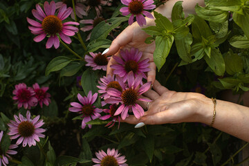 Woman holding Echinacea flowers in hands