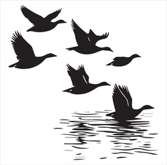 silhouette of a duck,bird, swan, animal, duck, goose, illustration, vector, silhouette, nature, cartoon, water, beak, icon, black, wild, lake, drawing, wildlife, birds, design, feather, love, art, sym