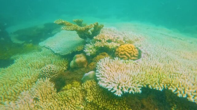 Warmer water temperatures result coral reef bleaching. Gas emissions killing shellfish tropical islands coast shelves. Jungle rocks stones lagoon ocean bay underwater