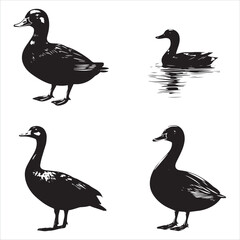 silhouette of a duck,bird, swan, animal, duck, goose, illustration, vector, silhouette, nature, cartoon, water, beak, icon, black, wild, lake, drawing, wildlife, birds, design, feather, love, art, sym