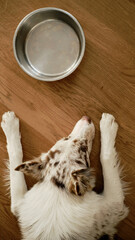 A border collie puppy sleeps on a wooden floor in a modern home interior next to an empty iron...
