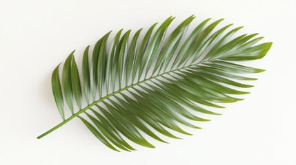 Obraz premium Coconut tree leaf isolated over white background