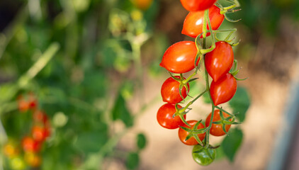 A close-up shot of ripe and unripe tomatoes hanging from the vine in a greenhouse. The image captures the vibrant colors and healthy growth of the tomatoes.