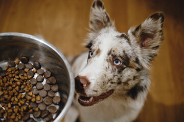 Happy dog sits on the floor and looks at a bowl of dry food. Waiting for feeding. Top view. Smart...