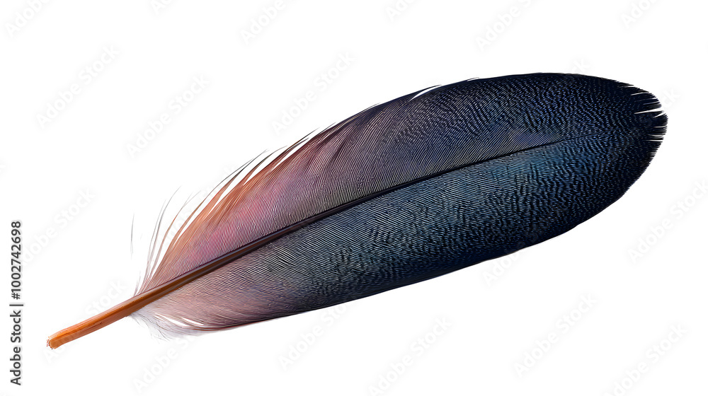 Poster closeup of a delicate black feather against a soft,white background with gentle studio lighting,show