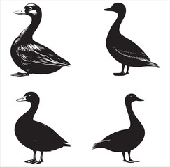 silhouette of a duck,bird, swan, animal, duck, goose, illustration, vector, silhouette, nature, cartoon, water, beak, icon, black, wild, lake, drawing, wildlife, birds, design, feather, love, art, sym