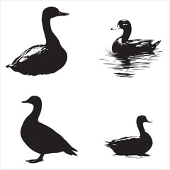 silhouette of a duck,bird, swan, animal, duck, goose, illustration, vector, silhouette, nature, cartoon, water, beak, icon, black, wild, lake, drawing, wildlife, birds, design, feather, love, art, sym