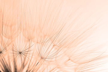 Beautiful fluffy dandelion flower on beige background, closeup