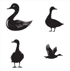 silhouette of a duck,bird, swan, animal, duck, goose, illustration, vector, silhouette, nature, cartoon, water, beak, icon, black, wild, lake, drawing, wildlife, birds, design, feather, love, art, sym