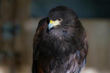 Close-up of a Striated Caracara
