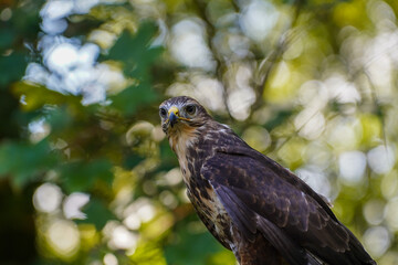 Close-up of a common buzzard