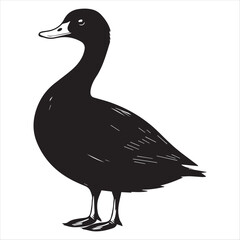 silhouette of a duck,bird, swan, animal, duck, goose, illustration, vector, silhouette, nature, cartoon, water, beak, icon, black, wild, lake, drawing, wildlife, birds, design, feather, love, art, sym