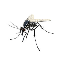 Closeup of a Mosquito with Black and White Stripes