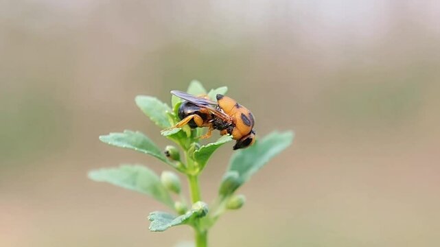 Leucospidae is a special group of wasps in the superfamily Chalcidoidea, which are ectoparasitoids of aculeate wasps or bees. High quality video.