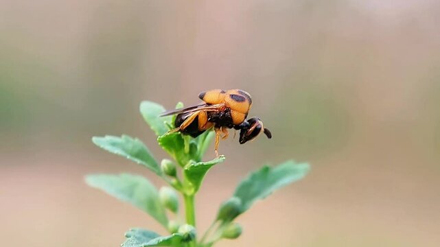 Leucospidae is a special group of wasps in the superfamily Chalcidoidea, which are ectoparasitoids of aculeate wasps or bees. High quality video.