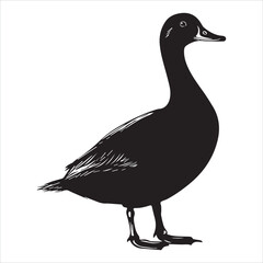 silhouette of a duck,bird, swan, animal, duck, goose, illustration, vector, silhouette, nature, cartoon, water, beak, icon, black, wild, lake, drawing, wildlife, birds, design, feather, love, art, sym