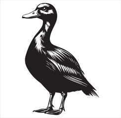 silhouette of a duck,bird, swan, animal, duck, goose, illustration, vector, silhouette, nature, cartoon, water, beak, icon, black, wild, lake, drawing, wildlife, birds, design, feather, love, art, sym