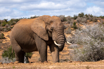 African Elephant in the Addo 