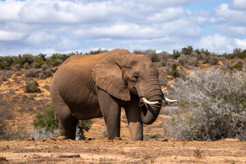 Obraz premium African Elephant in Addo Wilderness 