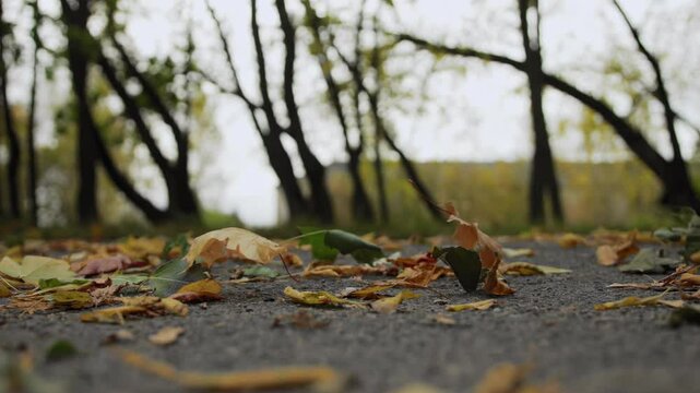 Fallen leaves are flying blown away by the wind on pavement road in autumn park. Loneliness sadness concept. October September. Slow motion x8. Low angle view
