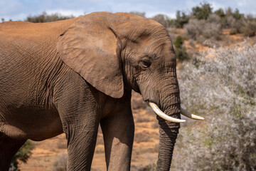 African Elephant in Addo Wilderness 