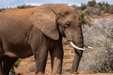 Obraz premium African Elephant in Addo Wilderness 