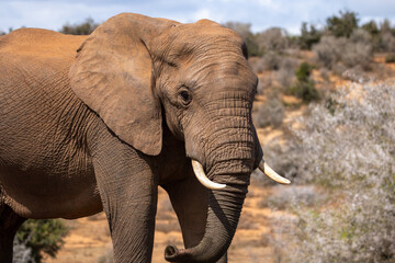 African Elephant in Addo Wilderness 