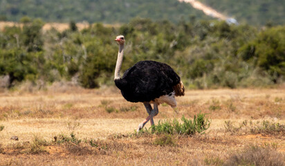 Naklejka premium Male ostrich in the wild