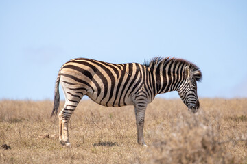 Zebra in the savannah