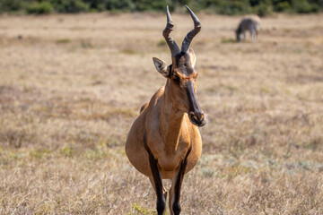 Red Hartebeest 