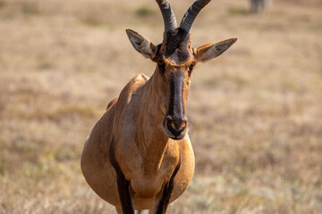 Red Hartebeest in the Wild 
