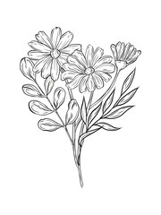 Vector composition with chamomile flowers and green plants. Botanical black and white illustration of a bouquet of daisy buds and greenery, herbs. Design of greeting cards, invitations.