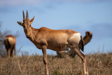 Obraz premium Red Hartebeest Foal in the Wild 