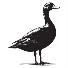 silhouette of a duck,bird, swan, animal, duck, goose, illustration, vector, silhouette, nature, cartoon, water, beak, icon, black, wild, lake, drawing, wildlife, birds, design, feather, love, art, sym