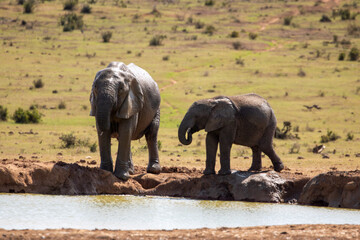Fototapeta premium African Elephant Drinking water with Calf 