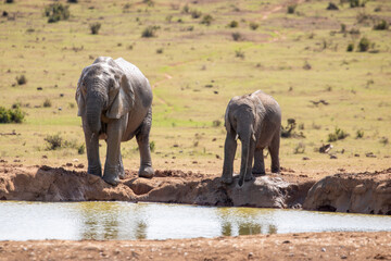 Obraz premium African Elephant Drinking water with Calf 